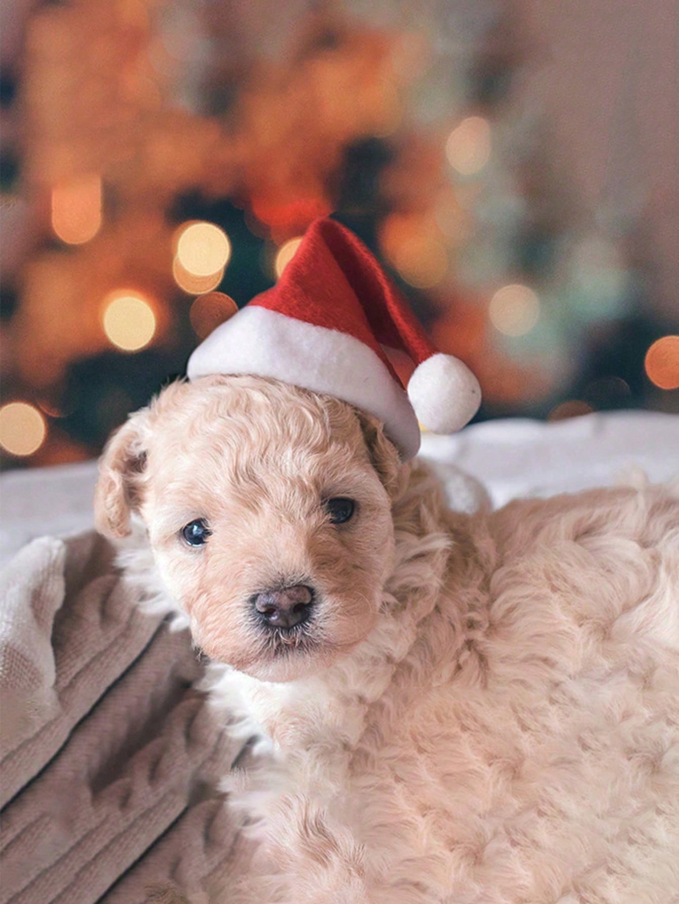 Plush Santa Hat for Dog Cat, S – Santa Hat Plush Bewertung und Preis